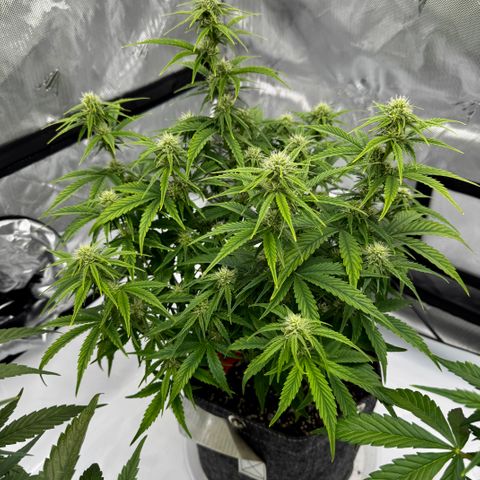 Space Cake #3 growlog timeline photo