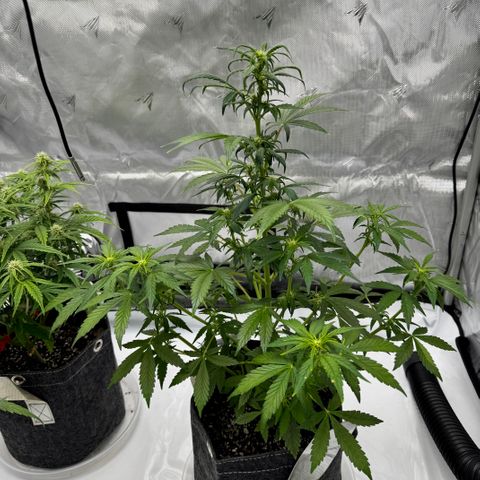 Rainbow Kush Autoflower growlog timeline photo