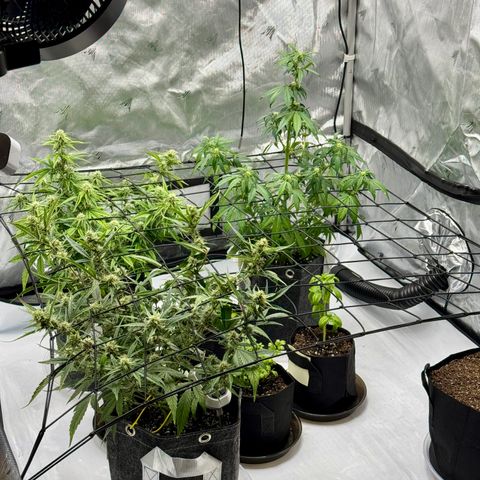Rainbow Kush Autoflower growlog timeline photo