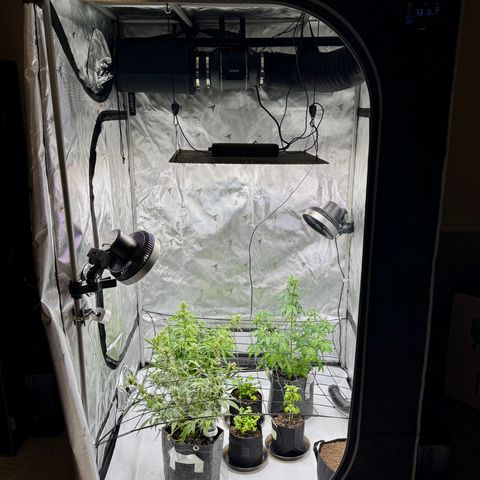 Rainbow Kush Autoflower growlog timeline photo
