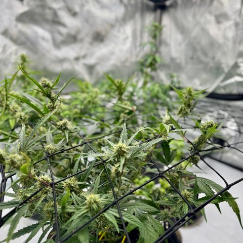 Rainbow Kush Autoflower growlog timeline photo