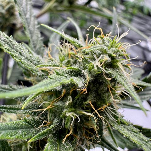 Space Cake #2 growlog timeline photo