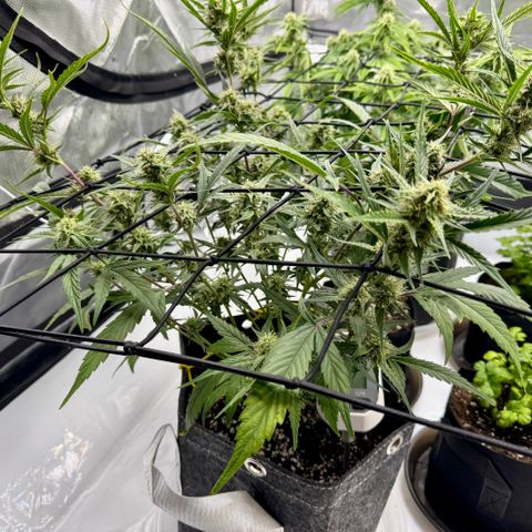 Space Cake #2 growlog timeline photo