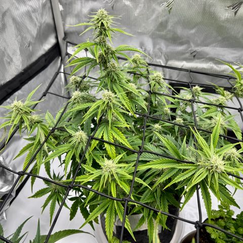 Space Cake #3 growlog timeline photo