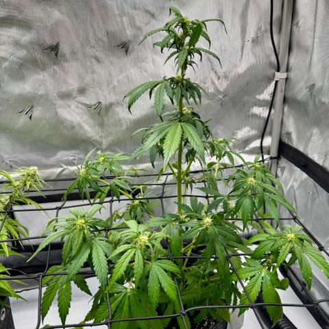 Rainbow Kush Autoflower growlog timeline photo