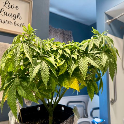 Slapz #1 growlog timeline photo