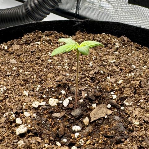 Berry Gas Mask CBD - ATLAS SEEDS growlog timeline photo