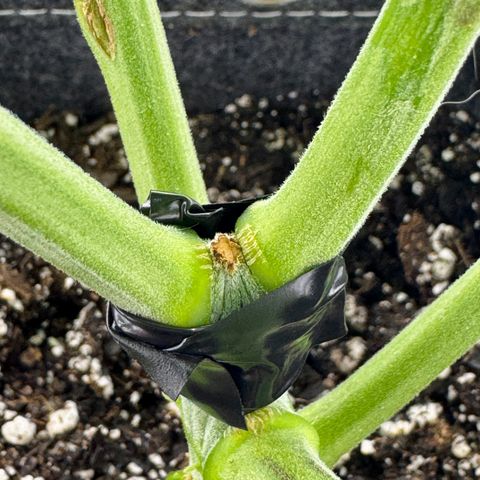 Slapz #1 growlog photo: Snapped main trunk when inspecting.