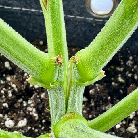Slapz #1 growlog photo: Snapped main trunk when inspecting.