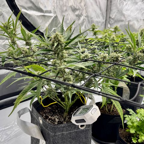 Space Cake #2 growlog timeline photo