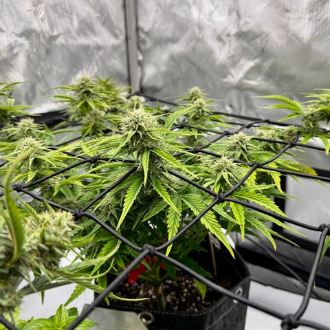 Space Cake #3 growlog timeline photo