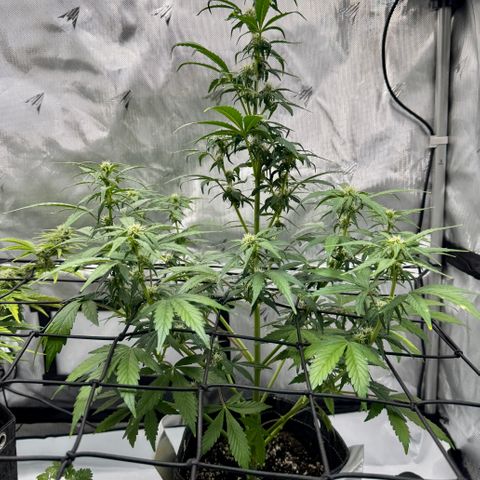 Rainbow Kush Autoflower growlog timeline photo