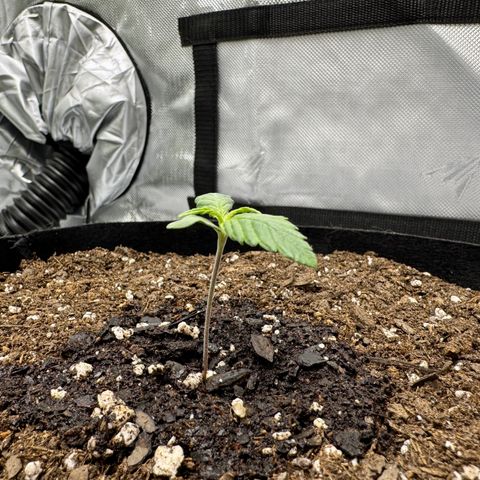 Berry Gas Mask CBD - ATLAS SEEDS growlog timeline photo