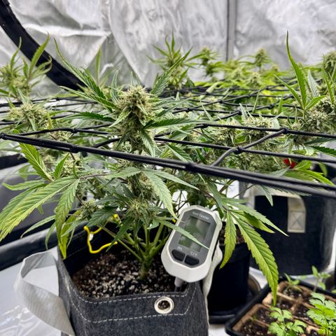 Space Cake #2 growlog timeline photo