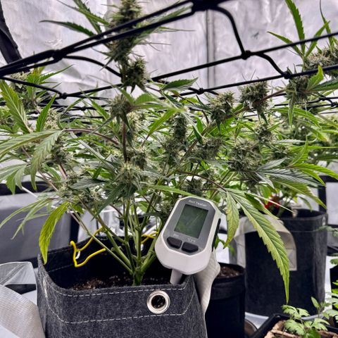 Space Cake #2 growlog timeline photo