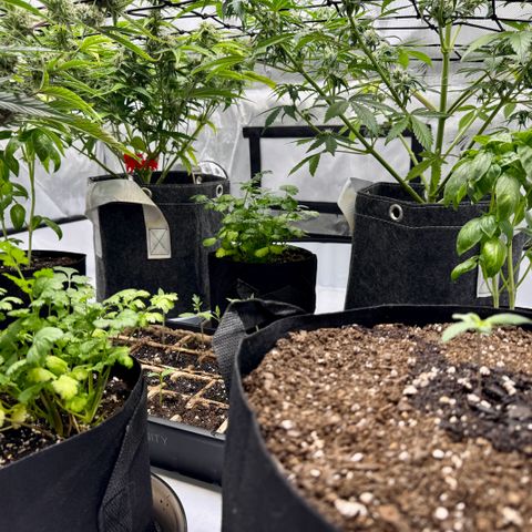 Rainbow Kush Autoflower growlog timeline photo