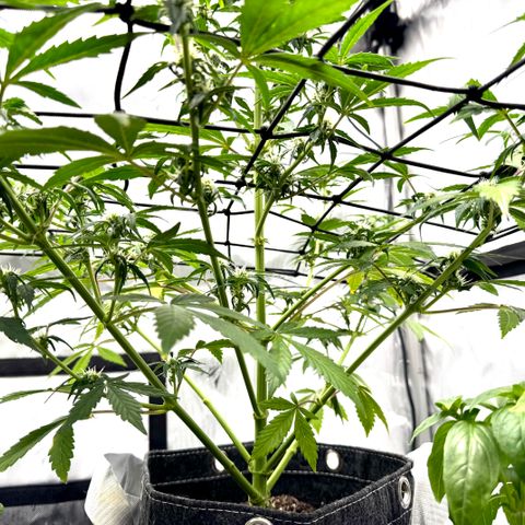 Rainbow Kush Autoflower growlog timeline photo