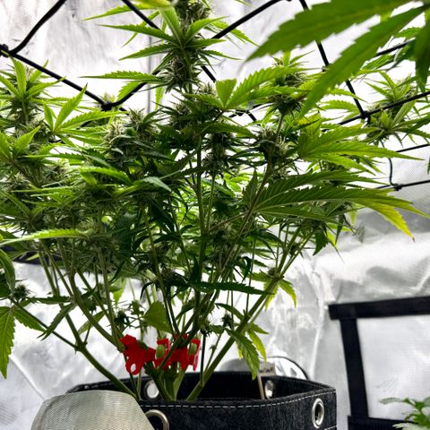 Space Cake #3 growlog timeline photo