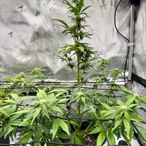 Rainbow Kush Autoflower growlog timeline photo