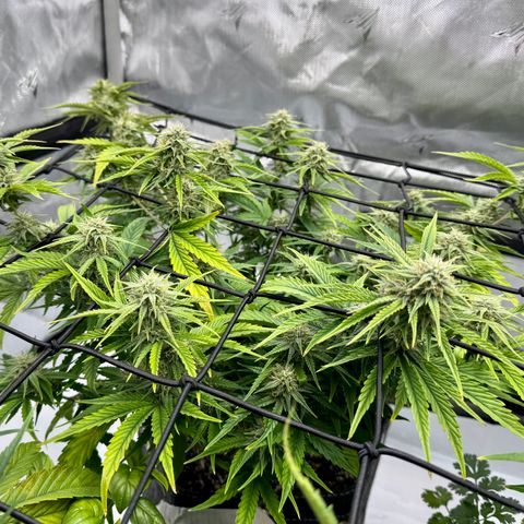 Space Cake #3 growlog timeline photo