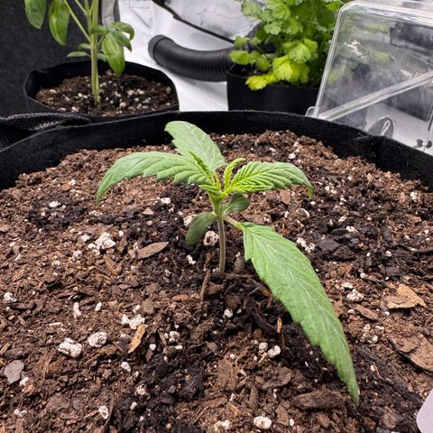 Berry Gas Mask CBD - ATLAS SEEDS growlog timeline photo