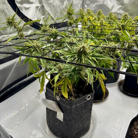 Space Cake #2 growlog timeline photo