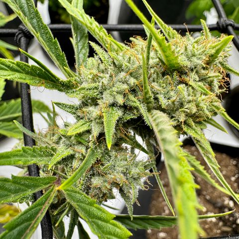 Space Cake #2 growlog timeline photo