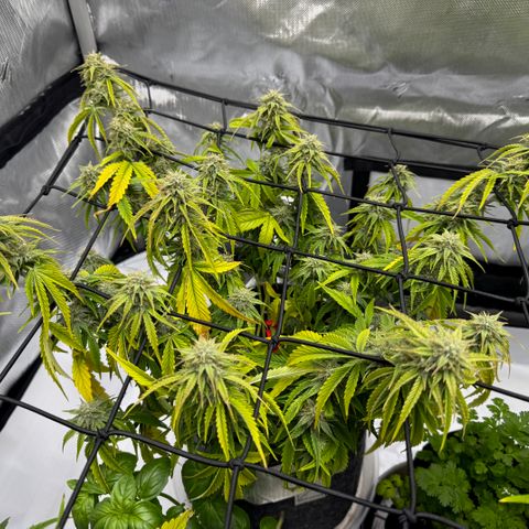 Space Cake #3 growlog timeline photo