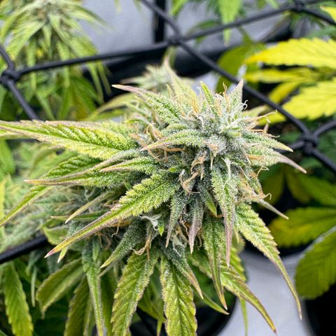 Space Cake #3 growlog timeline photo
