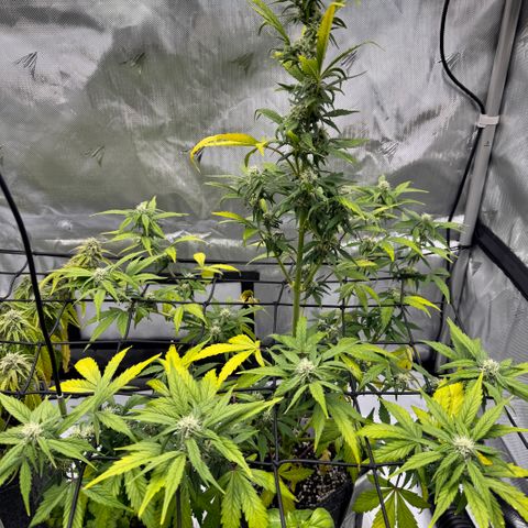Rainbow Kush Autoflower growlog timeline photo