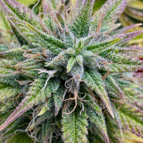 Space Cake #3 growlog timeline photo