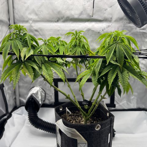 Slapz #1 growlog timeline photo