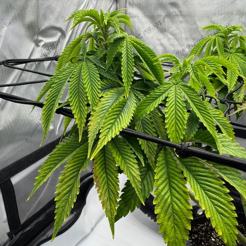 Slapz #1 growlog timeline photo