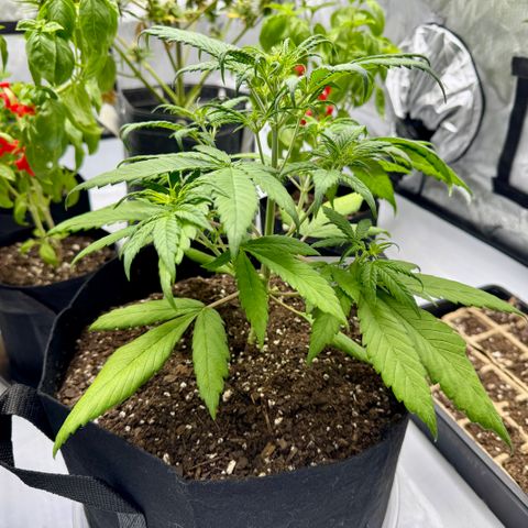 Berry Gas Mask CBD - ATLAS SEEDS growlog timeline photo