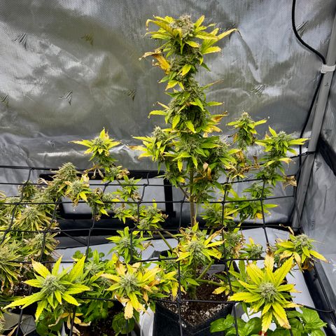 Rainbow Kush Autoflower growlog timeline photo