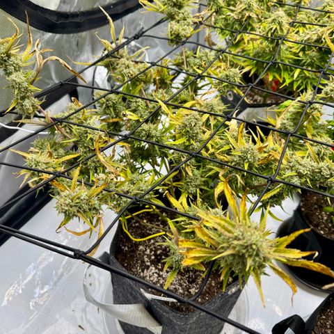 Space Cake #2 growlog timeline photo
