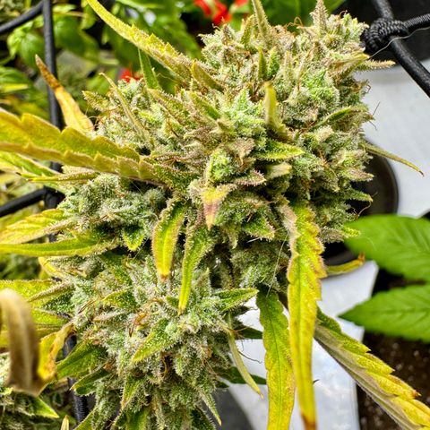 Space Cake #2 growlog timeline photo