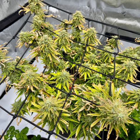Space Cake #3 growlog timeline photo
