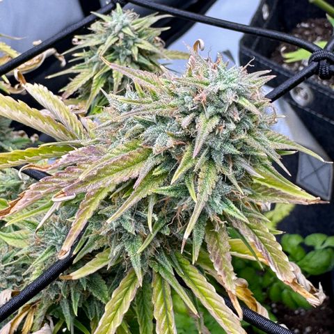 Space Cake #3 growlog timeline photo