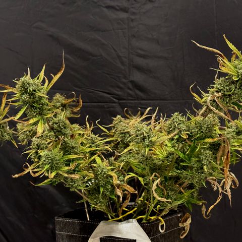 Space Cake #2 growlog photo: Chopping day. Guessing 2.25oz