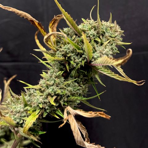 Space Cake #2 growlog photo: Chopping day. Guessing 2.25oz
