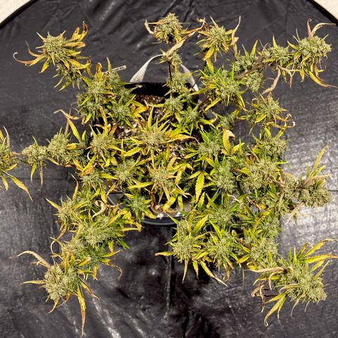 Space Cake #2 growlog photo: Chopping day. Guessing 2.25oz