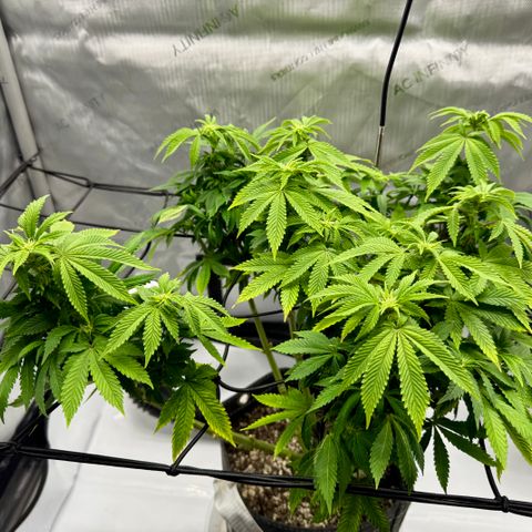 Slapz #1 growlog photo: Lots of improvement. Tons of new growth. Growth is stacking tightly. Trimmed a lot of older larger growth to accommodate new growth. 