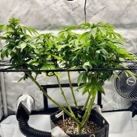 Slapz #1 growlog photo: Lots of improvement. Tons of new growth. Growth is stacking tightly. Trimmed a lot of older larger growth to accommodate new growth. 