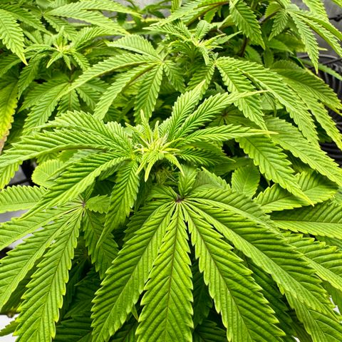 Slapz #1 growlog photo: Lots of improvement. Tons of new growth. Growth is stacking tightly. Trimmed a lot of older larger growth to accommodate new growth. 