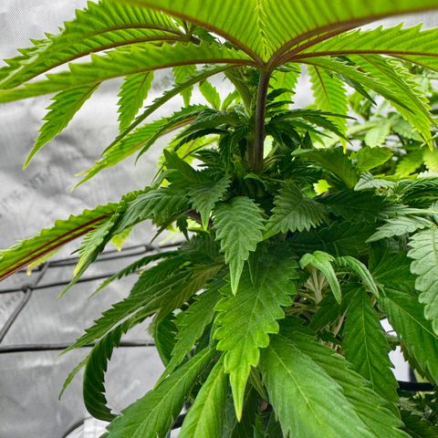 Slapz #1 growlog photo: Lots of improvement. Tons of new growth. Growth is stacking tightly. Trimmed a lot of older larger growth to accommodate new growth. 