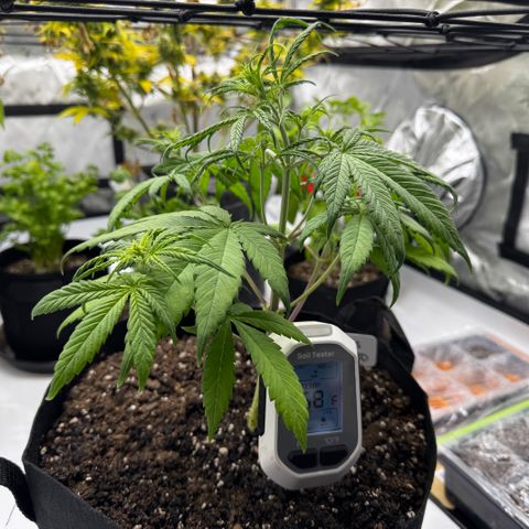 Berry Gas Mask CBD - ATLAS SEEDS growlog timeline photo