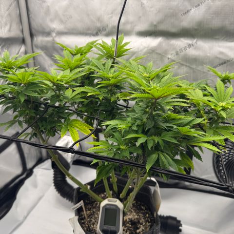 Slapz #1 growlog timeline photo