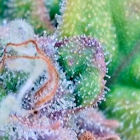 Rainbow Kush Autoflower growlog photo: Getting there!