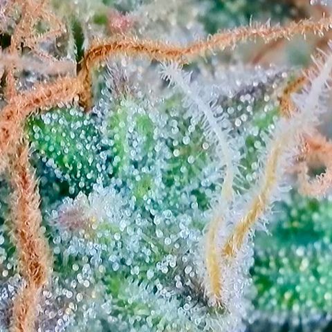 Rainbow Kush Autoflower growlog photo: Getting there!